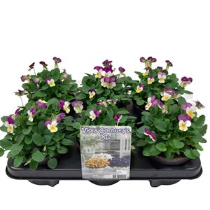 Bild von Viola P12 New Persian wing